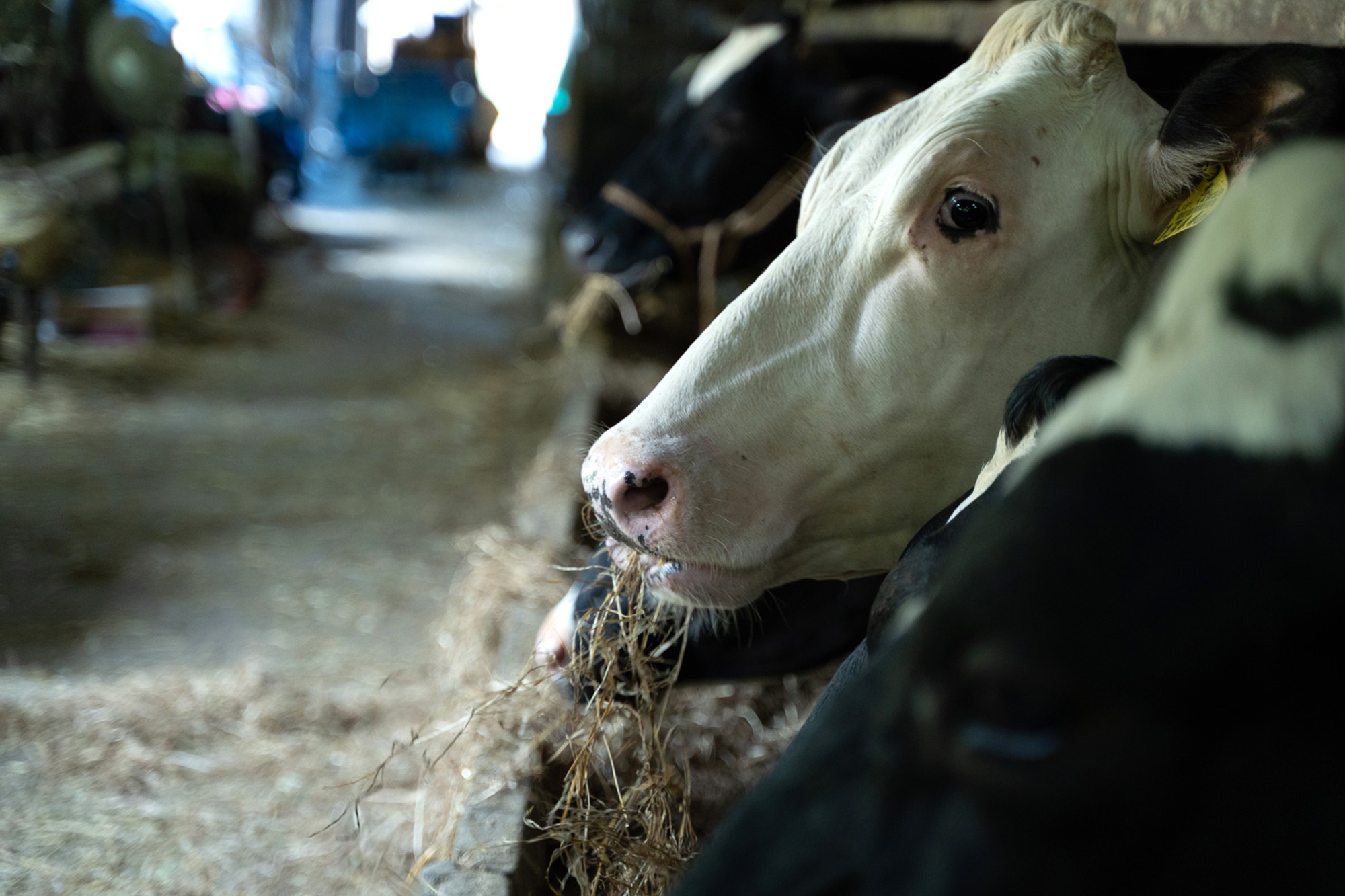 「たなべ牧場」では、牛たちのストレス軽減のため、モーツァルトを聴かせる取り組みを実施しています。