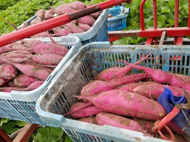 徳島県】鳴門産旨味金時（約5kg）