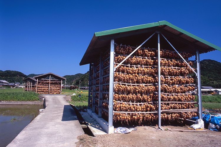 玉ねぎ小屋