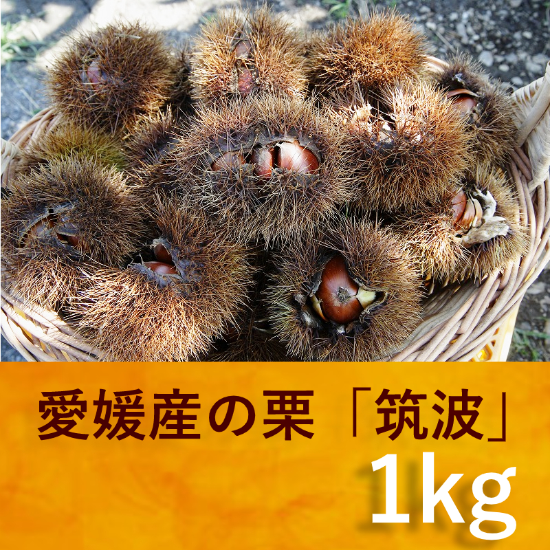愛媛産・栗「筑波」1キロ 販売開始！ 島と暮らす 瀬戸内いいもの通販サイト