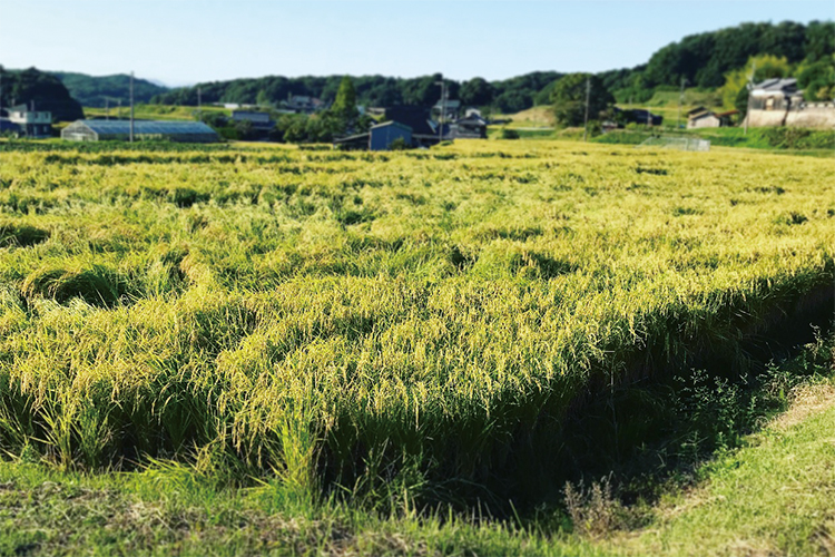 山田錦の田んぼ